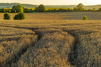 South Downs Evening Light von Malc McHugh