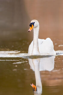 Höckerschwan (Cygnus olor) by Dirk Rüter