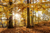 Herbstzauber von Linda Geisdorf