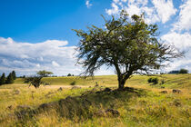 Old trees on high grass field with stones von raphotography88