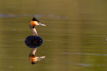 Haubentaucher (Podiceps cristatus) by Dirk Rüter