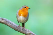 Rotkehlchen (Erithacus rubecula) von Dirk Rüter