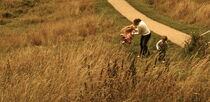 Field of gold von Desiree Picone