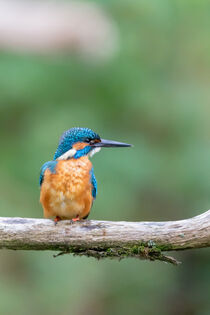 Eisvogel (Alcedo atthis) by Dirk Rüter