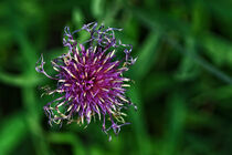 Blüte in der Wiese von Eric Fischer