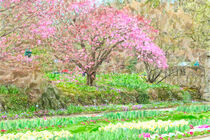 Watercolor illustration of botanical garden in Munich. Cherry blossom time von havelmomente