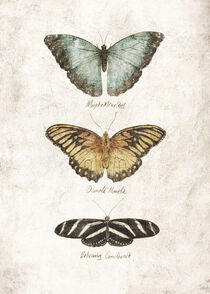 butterflies VII by Mike Koubou