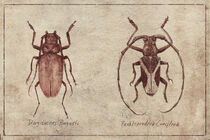 Dorysthenes Buqueti-Paraleprodera Crucifera by Mike Koubou