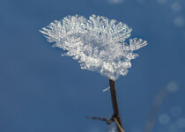 Magical Ice Crystal Leave by Eveline Toplak