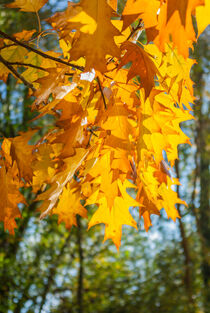 Gelbe Blätter by Iryna Mathes