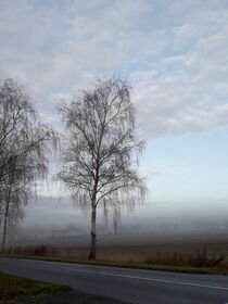 Wenn der Tag aus dem Nebel erwacht III von Anja  Bagunk