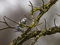 Blaumeise4 von Ridzard  König