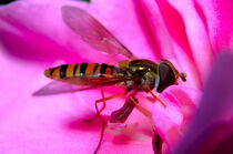 Schwebfliege von Ridzard  König