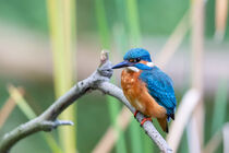 Eisvogel (Alcedo atthis) von Dirk Rüter