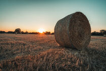 Sonnenuntergang über dem Kornfeld by Steffen Peters