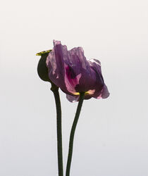 Mohn im Gegenlicht von ysanne