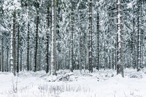 Winterwald by tr-design