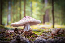 Pilz im Wald by tr-design