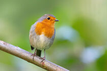 Rotkehlchen (Erithacus rubecula) von Dirk Rüter