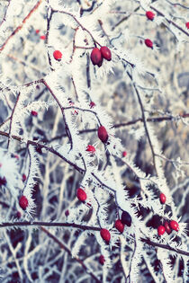Hagebutten im Winter. Raureif. by havelmomente