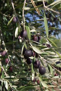 Zweig an einem Olivenbaum mit schwarzen Oliven von Berthold Werner