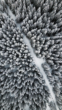 Through the snowy forest by Tomas Gregor