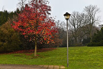 Baum und Laterne von Eric Fischer