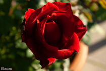 Red Rose in the sun von Laurence Collard