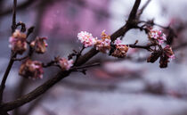 Winter von Fatemeh Fatahy Abbarik