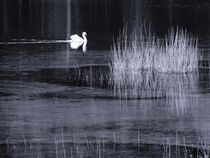 Swan lake in black-white von vogtart