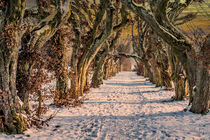 DE - Laupheim : Plane trees von Michael Naegele