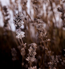 Winter von Fatemeh Fatahy Abbarik