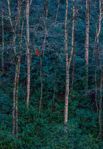 Spring Cardinal by William Schmid