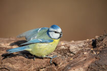 Blaumeise (Cyanistes caeruleus) von Dirk Rüter