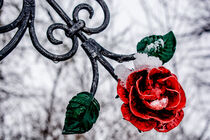 Red metal rose von Michael Naegele