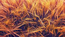 Wheat Field by Anna Calloch