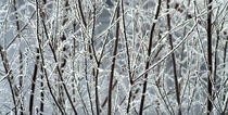 Feeling of Winter by Anna Calloch