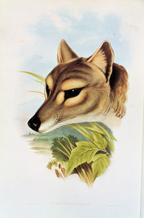 Tasmanian Wolf or Tiger  by Henry Constantine Richter