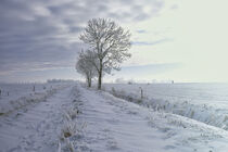 Feldweg im Winter von Rolf Müller