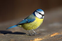 Blaumeise (Cyanistes caeruleus) von Dirk Rüter