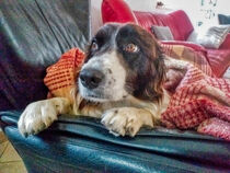 Bordercollie by Heike Loos