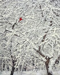 Winter Cardinal von William Schmid