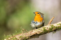 Rotkehlchen (Erithacus rubecula) von Dirk Rüter