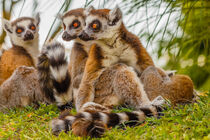 a male lemur hugs his female von susanna mattioda