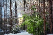 Late winter in the Blue Ridge Mountains by William Schmid