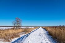 Bodden bei Ahrenshoop auf dem Fischland-Darß im Winter von Rico Ködder