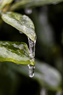 Nach dem Eisregen von Harald Schottner