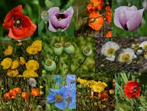 Mohnblumen Collage by Iris Heuer