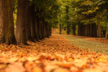 an avenue of trees with a carpet of  colorful  leaves von susanna mattioda