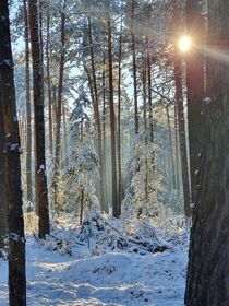 Wald im Schnee